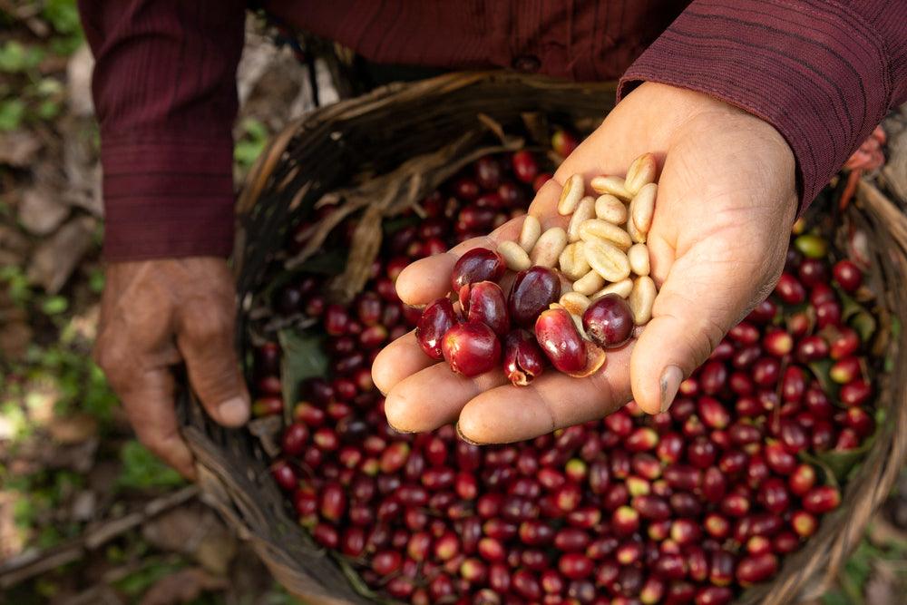 Cáscara Tea - 100 g - Caffè Iaquinta